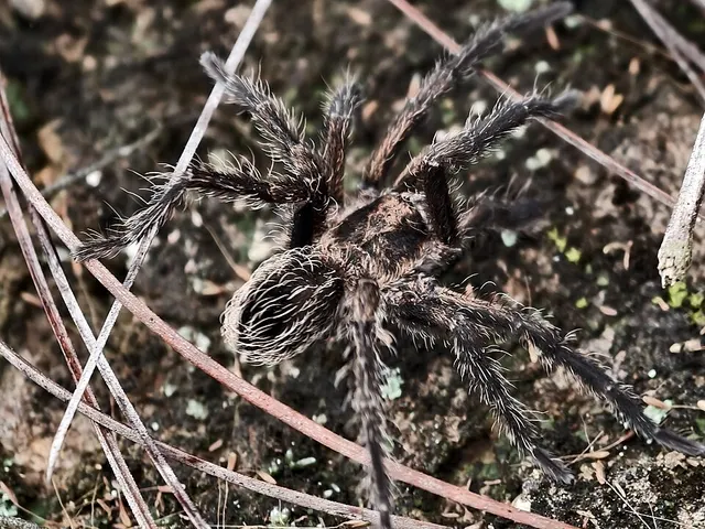 Cyrtopholis agilis