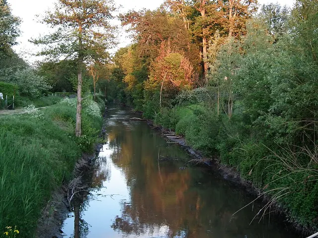 Rivau de Chenaumoine