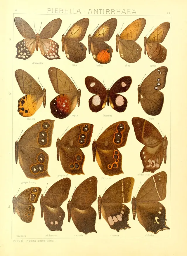 Antirrhea phasiana