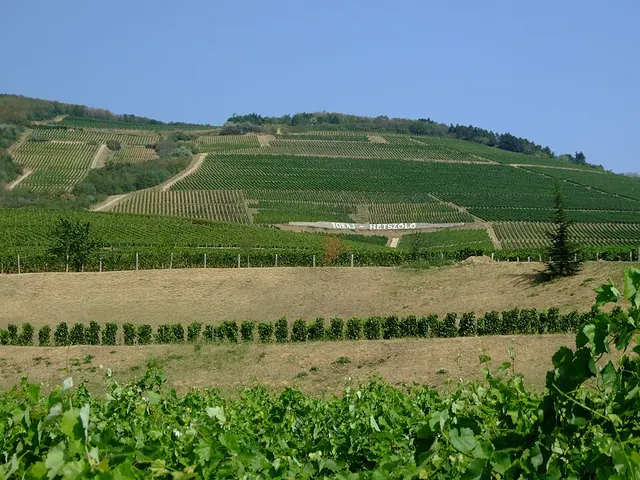 Zone de protection paysagère de Tokaj-Bodrogzug