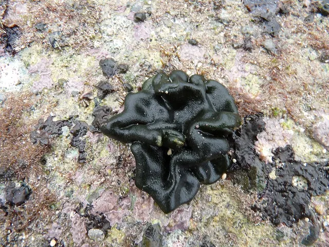 Petrospongiaceae