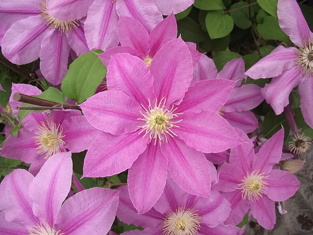 Clematis patens 'Evipo027'