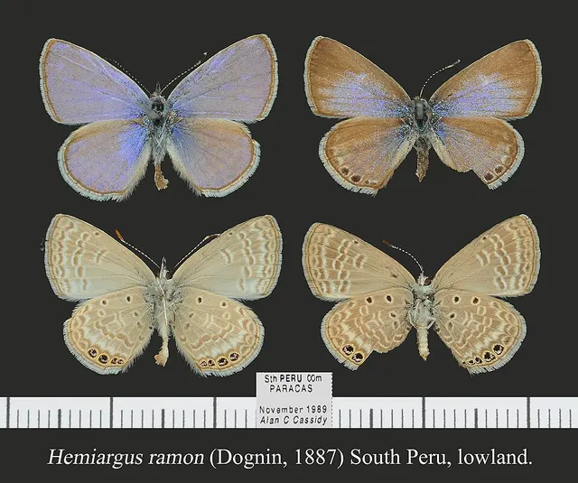 Hemiargus ramon