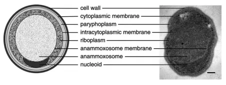 Anammoxosome