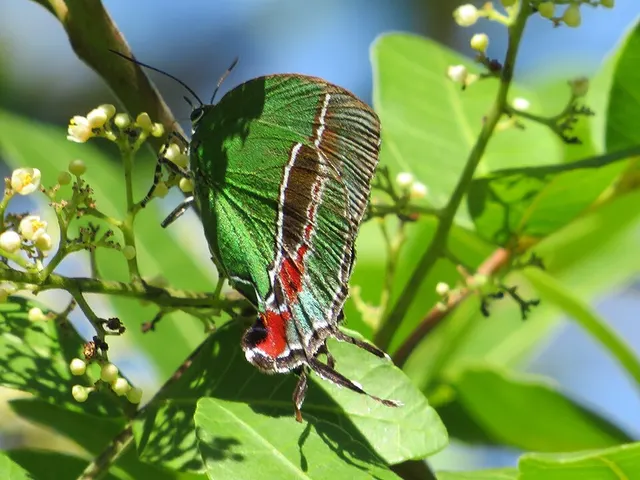 Evenus batesii