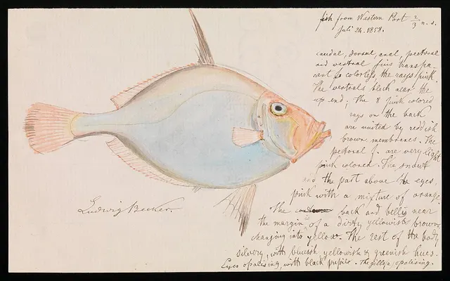 Cyttidae