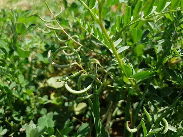 Astragalus crenatus