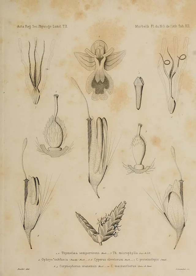 Thymelaea sempervirens