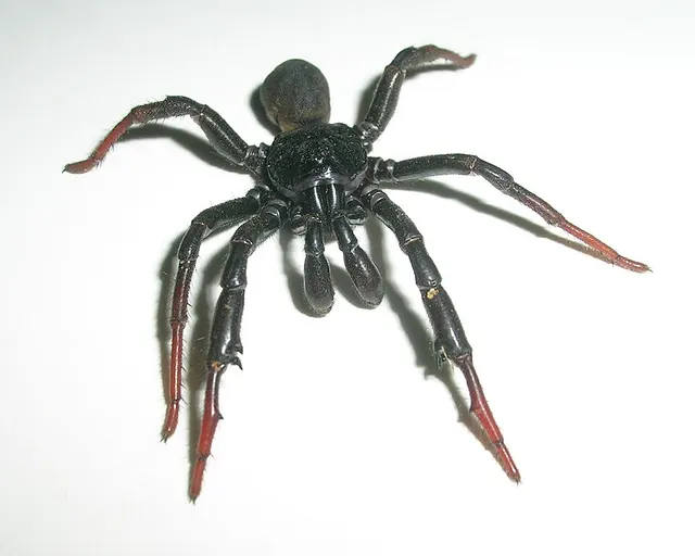Titanidiops constructor