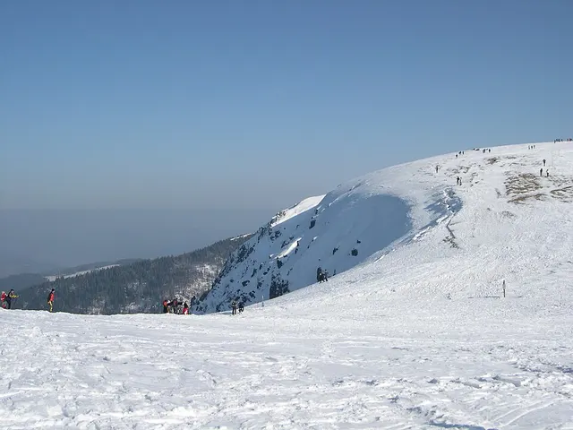 Haut