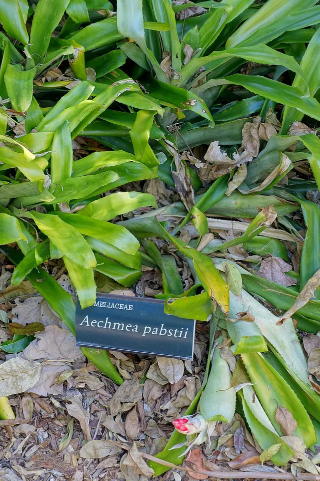 Aechmea pabstii