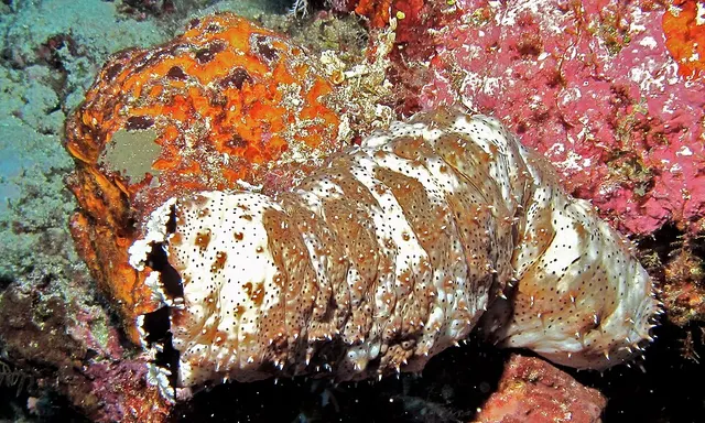 Pearsonothuria graeffei