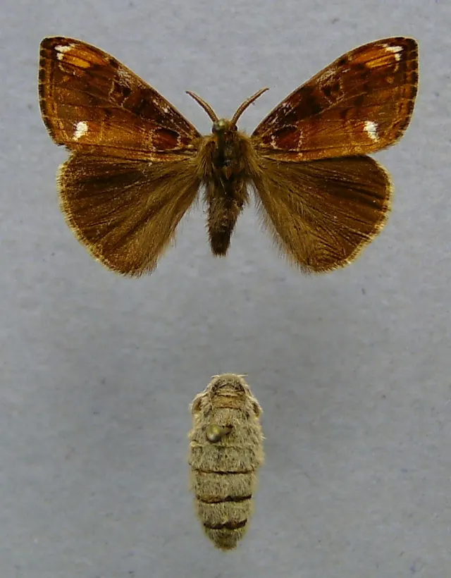 Orgyia recens