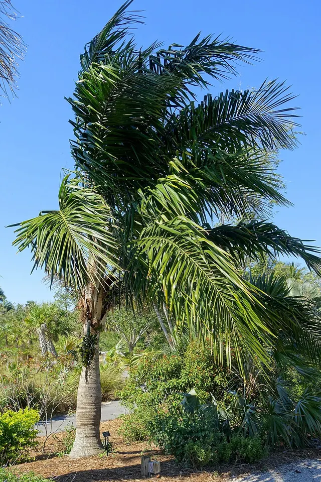 Syagrus amara