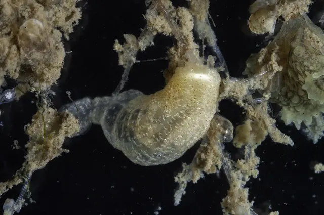 Labidoplax