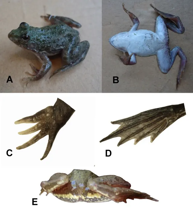 Euphlyctis kalasgramensis