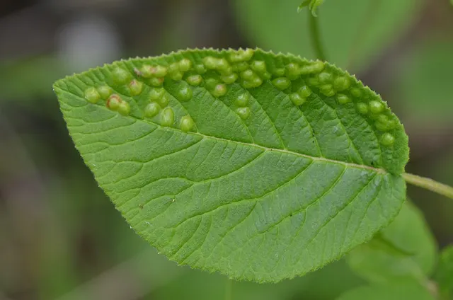 Sackenomyia reaumurii