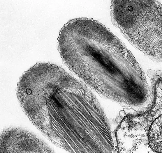 Verrucomicrobiia