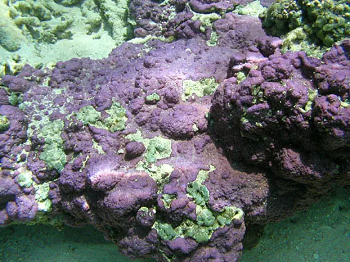 Montipora efflorescens