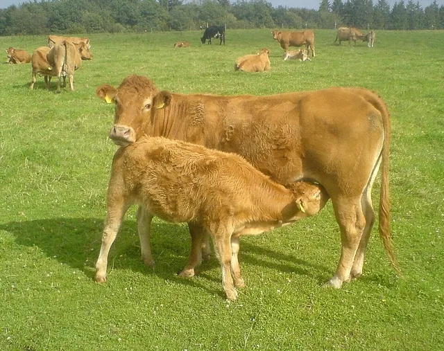 Veau du Limousin