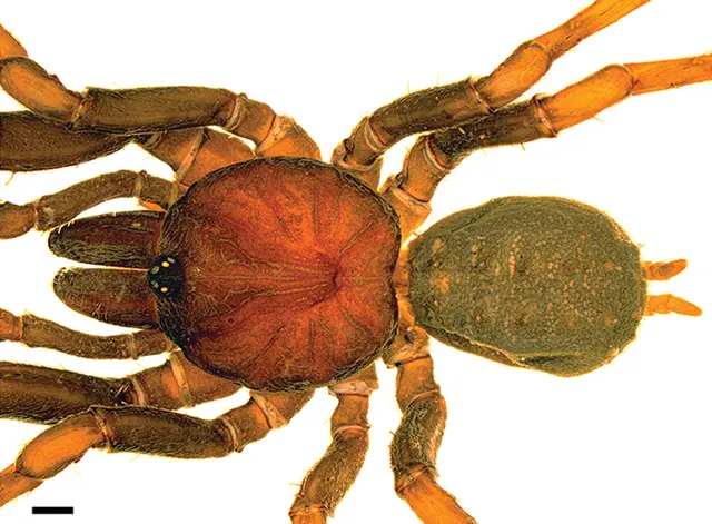 Paratropis elicioi